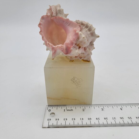 Murex Shell Mounted on Onyx Cube - Picture 7 of 8